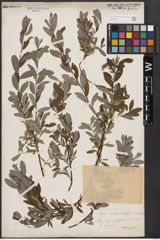 Salix aurita L. x Salix repens L.